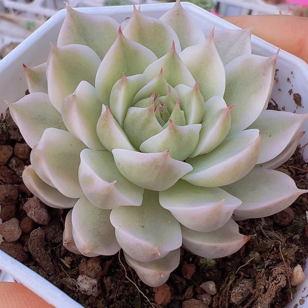 玛格丽特锦19包邮