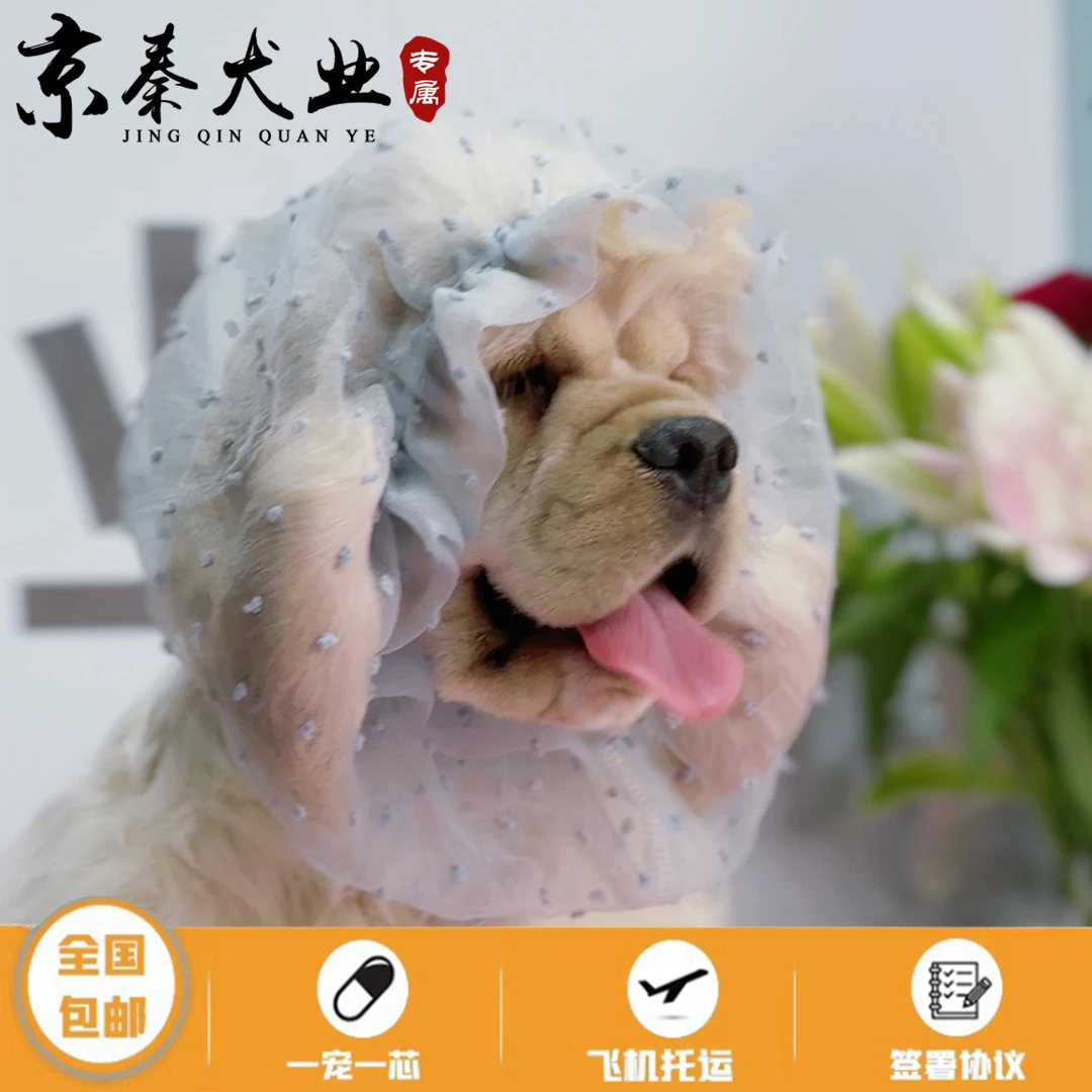 （非全款）京秦犬业美国可卡犬小狗—门店预约自提拍付非全款链接