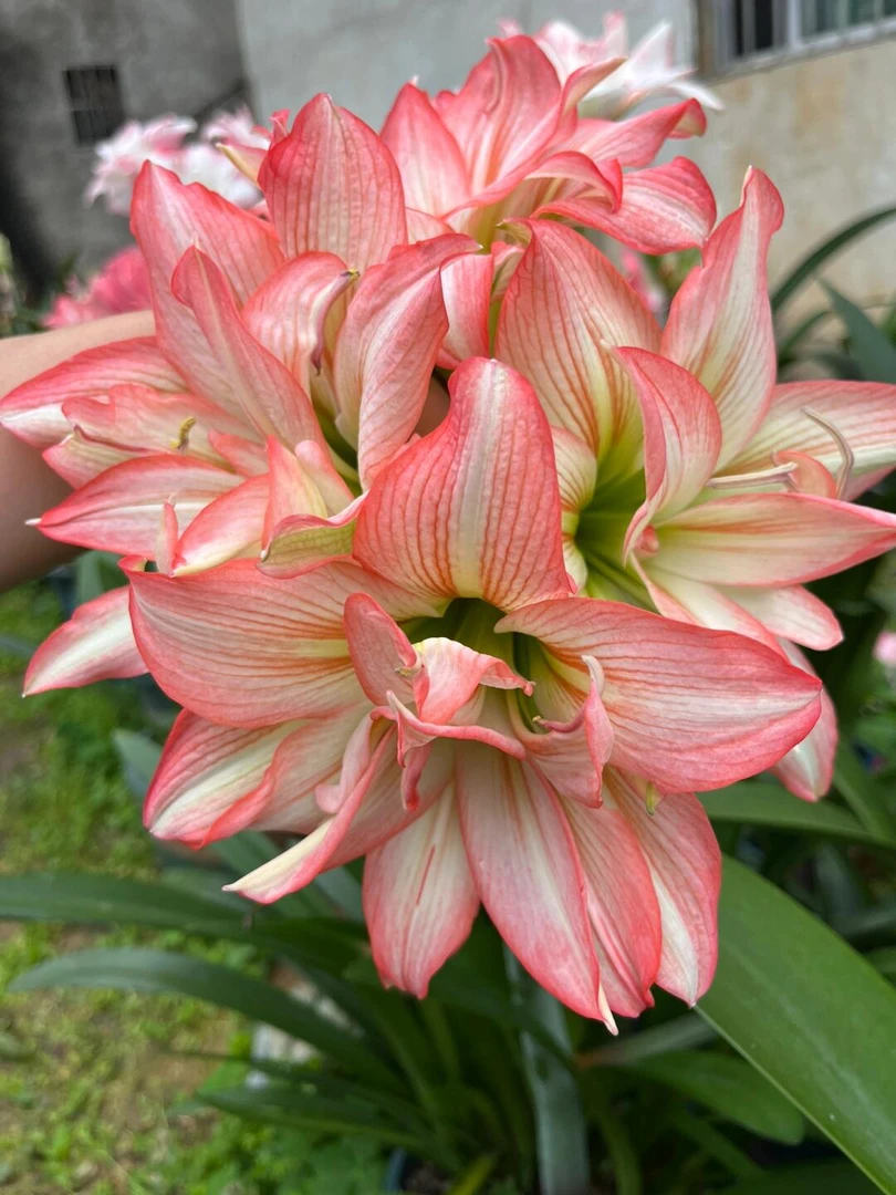 【僵尸】朱顶红自然球包对版