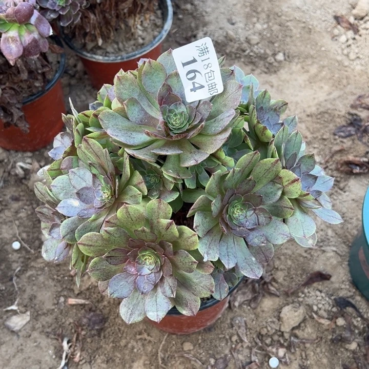 娜****164万拉丝手捧1haop