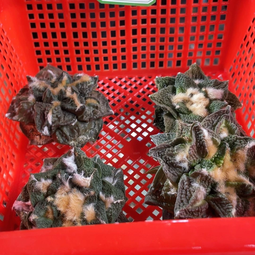 22号筐拍酸菜筐拍无根1筐