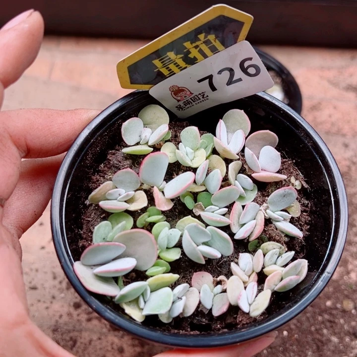 多肉植物多肉植物