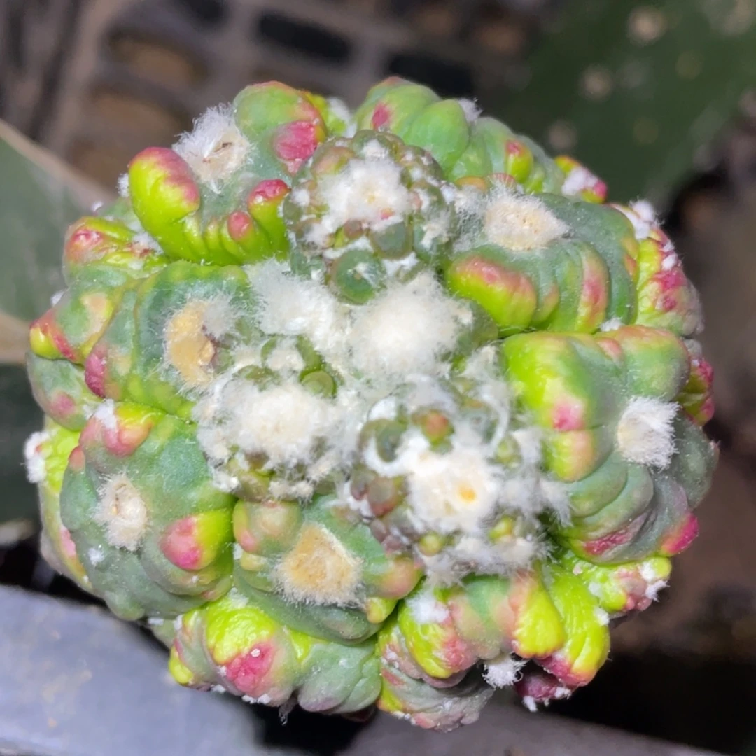 全部花朵花斑斑悟空兜锦002