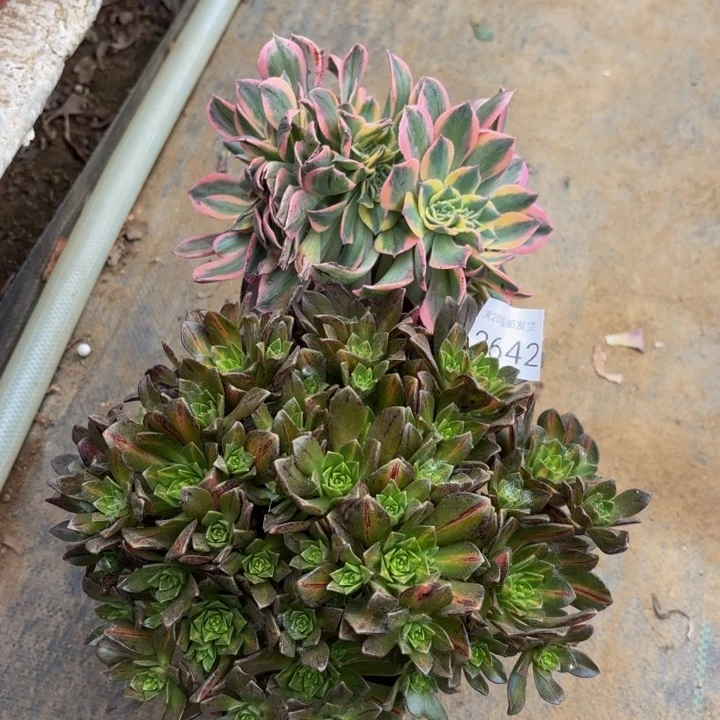 2颗多肉处理不包断头2642