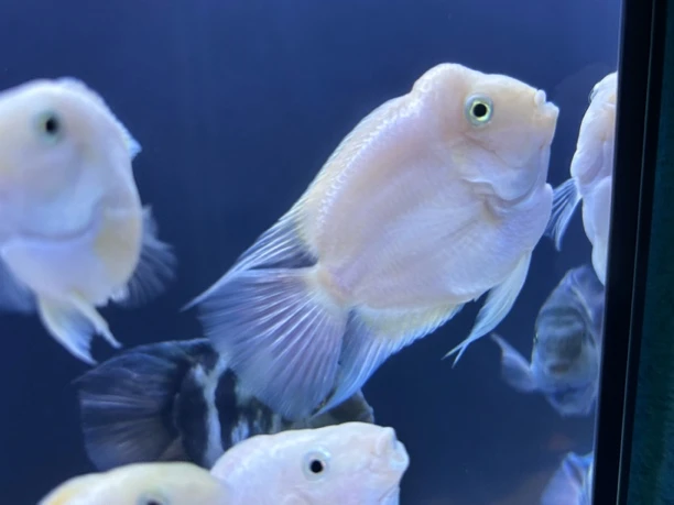 迷你鹦鹉鱼爆头短鲷鱼白金宝蓝小型热带鱼耐活可繁殖自己带娃爆缸