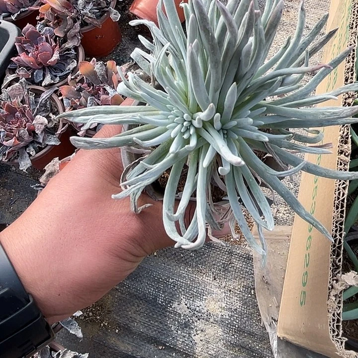 小老桩艾杜丽丝满25包邮