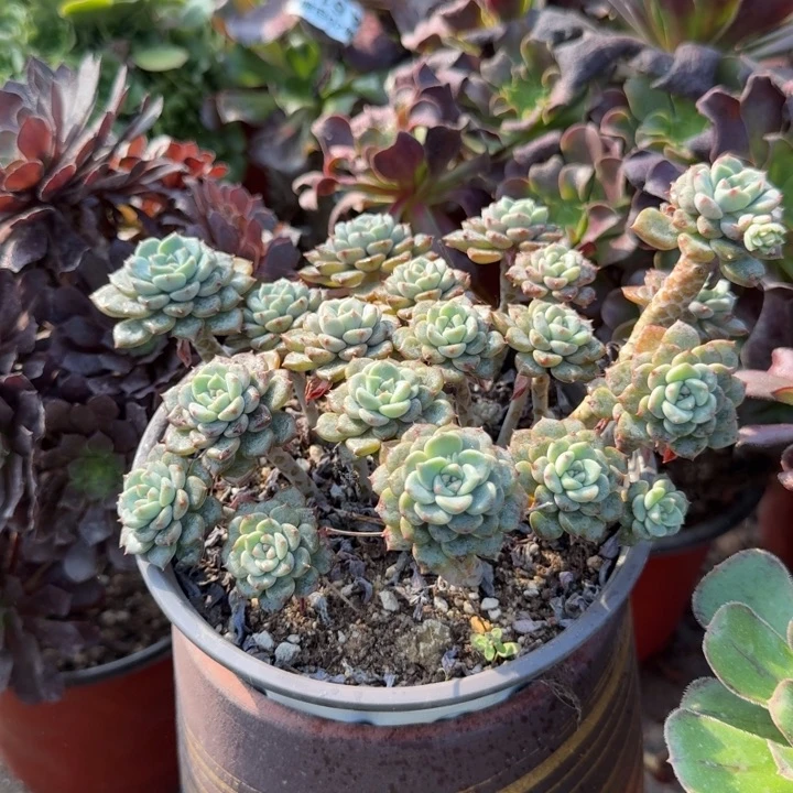 满20包邮，粉布偶老桩