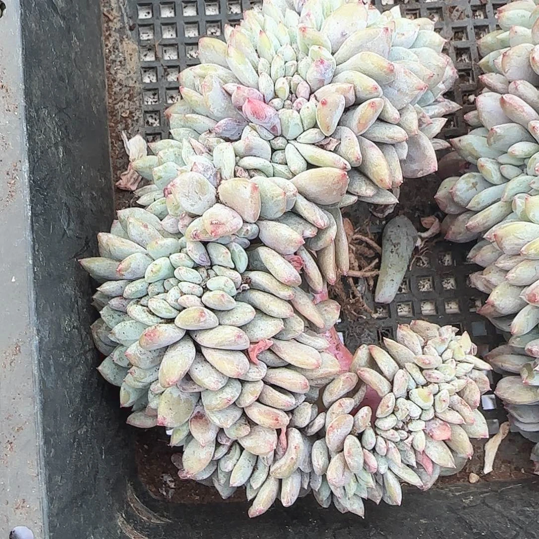 安***儿青蛙王子儿童牙膏11