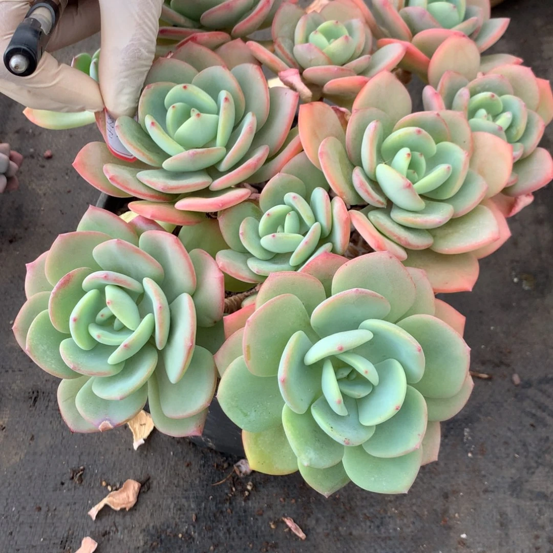 小***婆白月光00000000000000