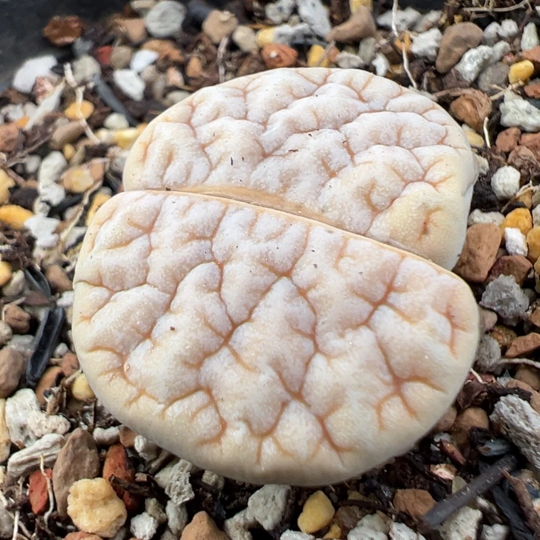 8.20好看的多肉脱土发货594