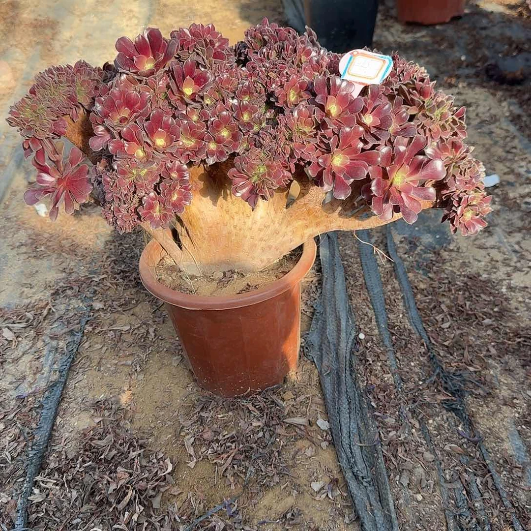 c***f欧紫朵朵一颗呀呀呀