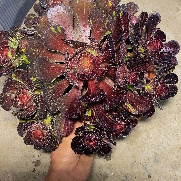 多肉植物保护研究所所长