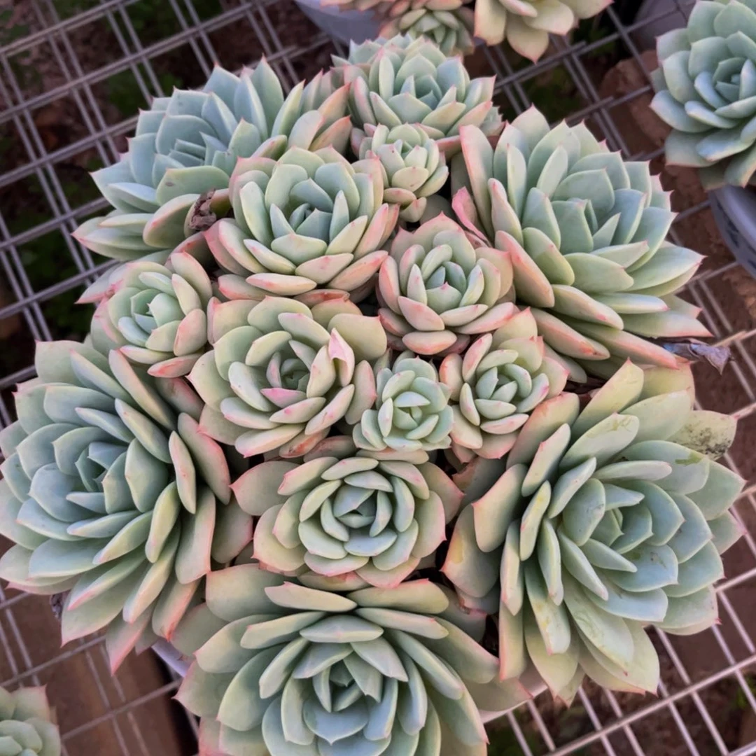 新疆西藏内蒙不发货，恋曲