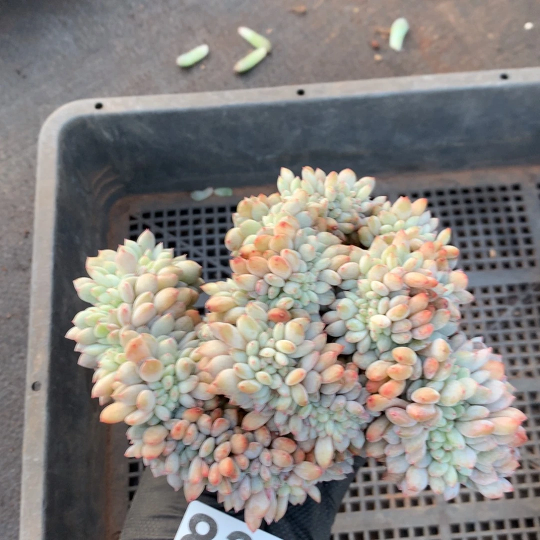 832号新疆西藏内蒙古不包邮的