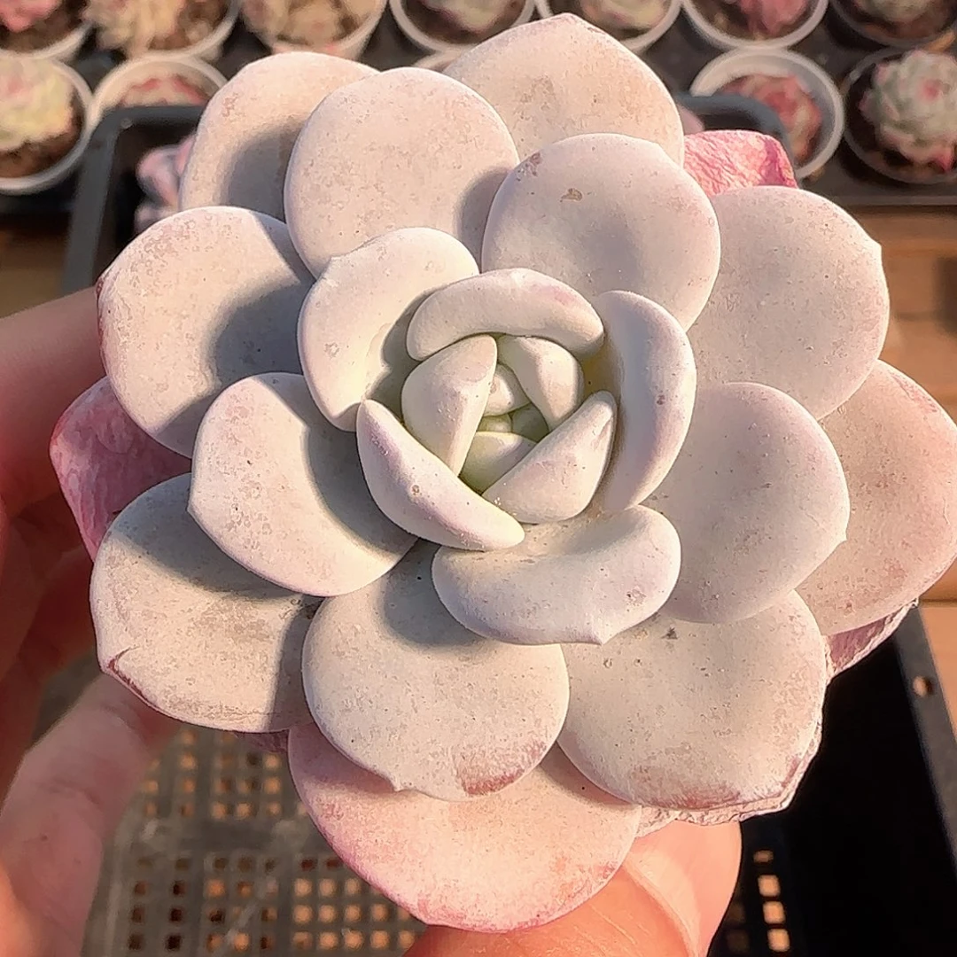 多肉1205-195雪莲雪莲