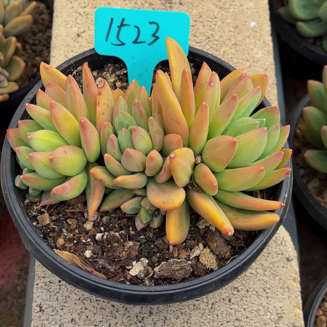 1523号上午多肉植物群生