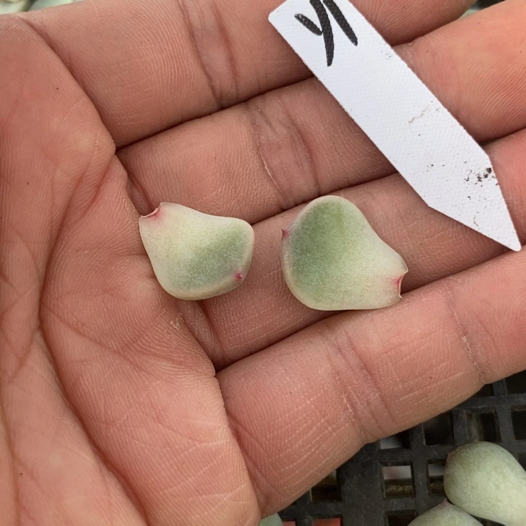 纯叶片甜心y1一片