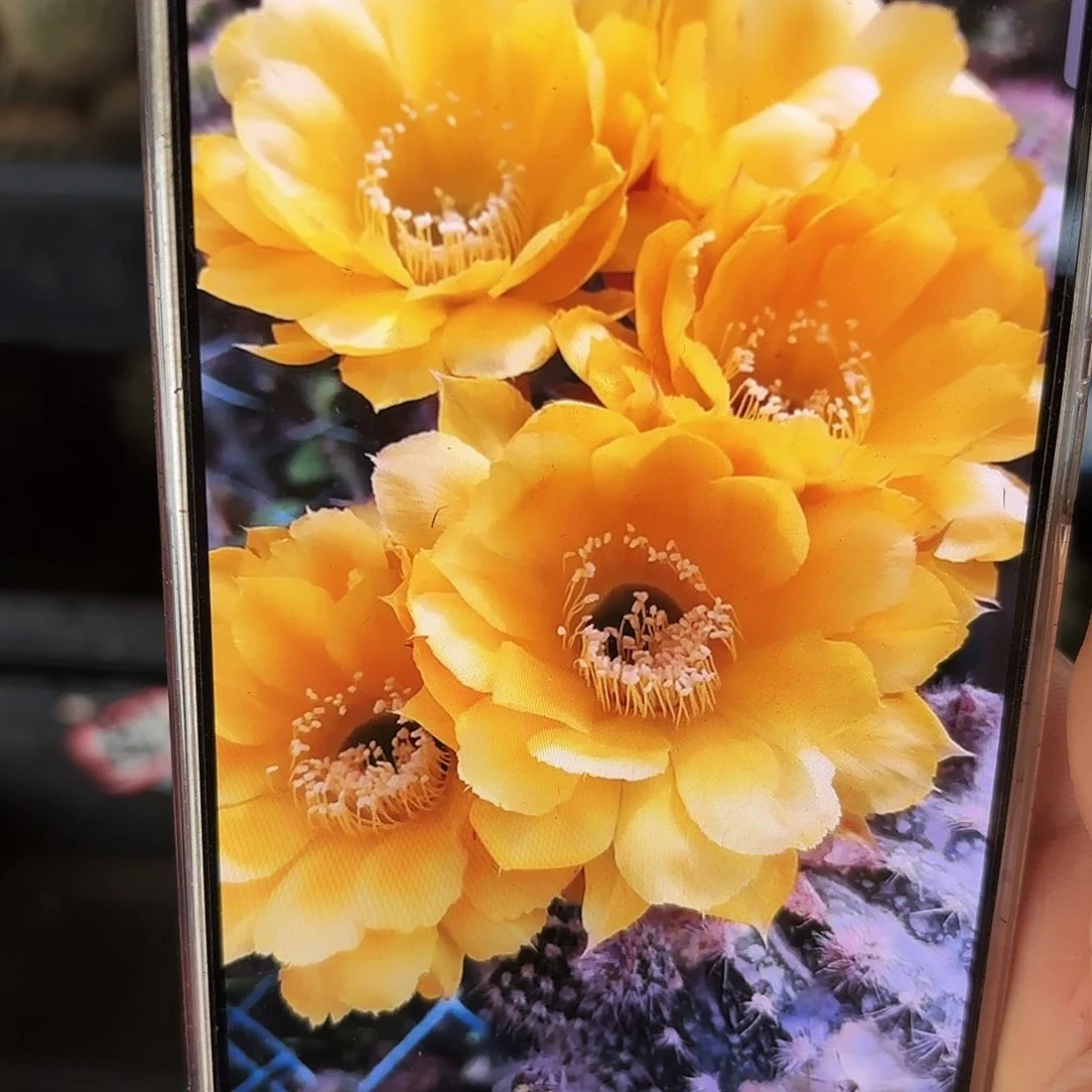 彩欢乐歪无根侧牙6