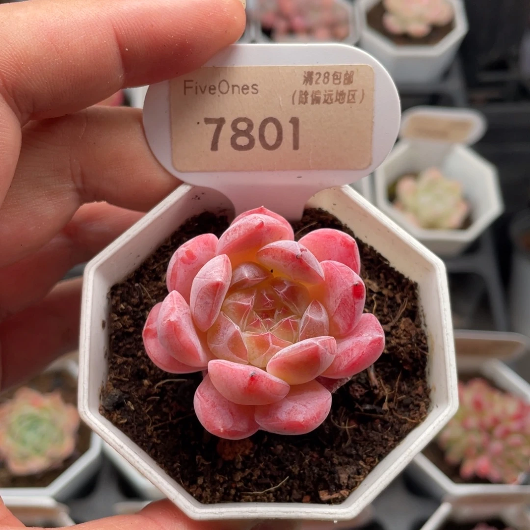 草莓果酱7801-4厘米