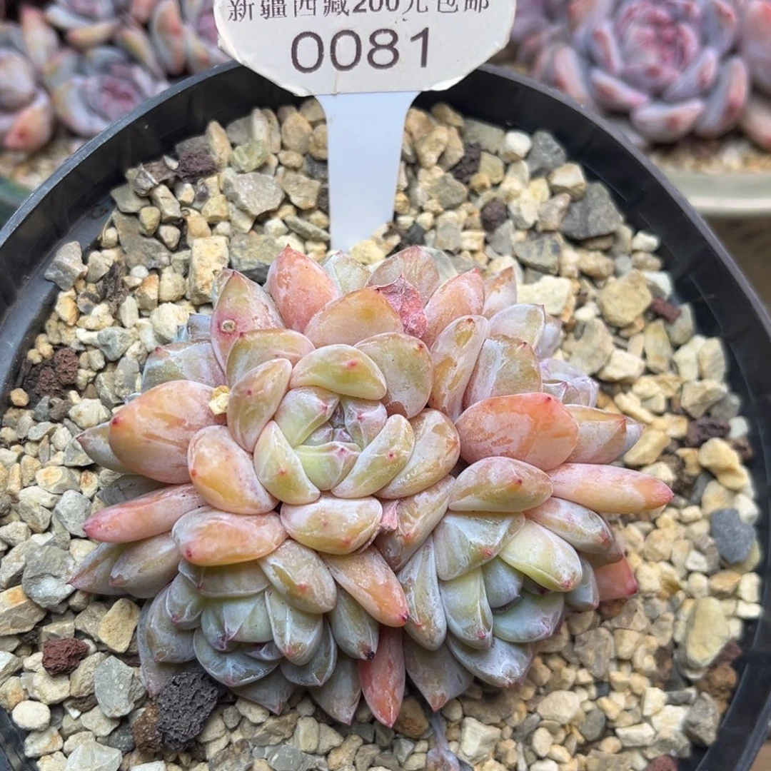 黄底紫心081/8cm6头