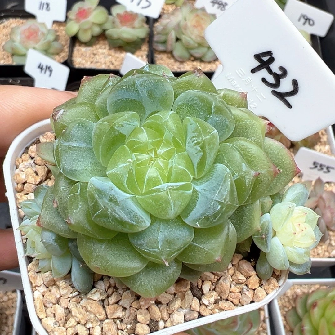 432号泼天富贵4头