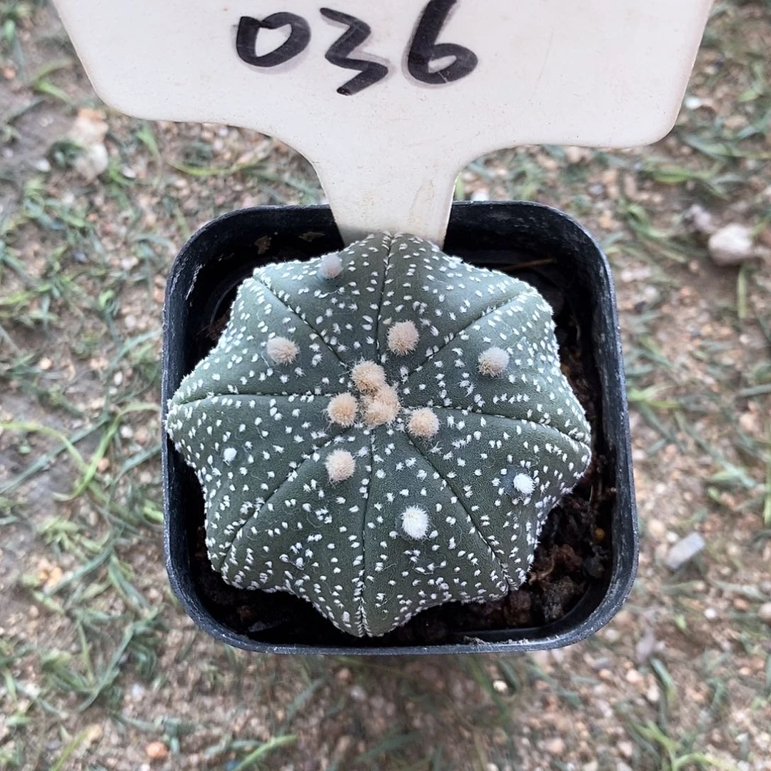 用***5036海星兜系列福利