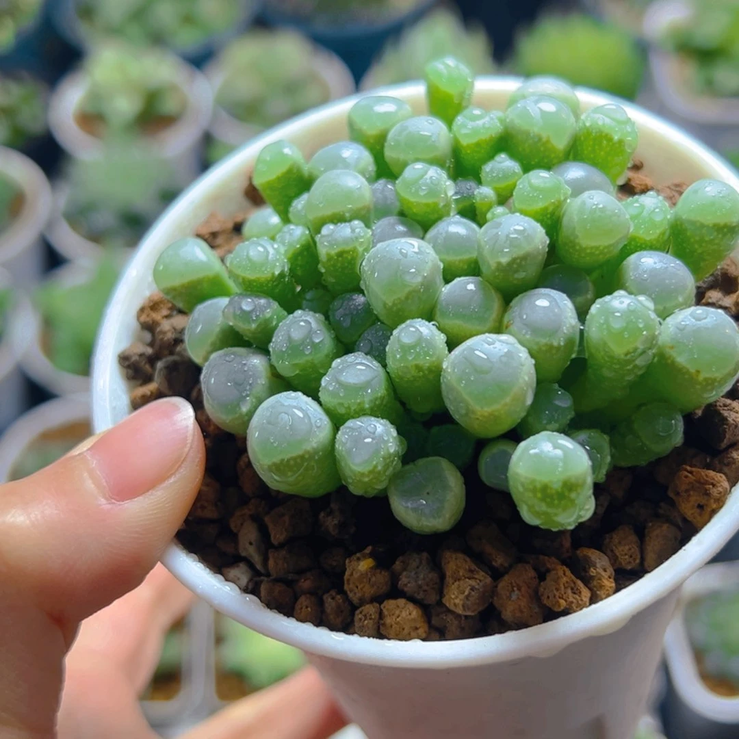 五十玲玉玉露多肉多肉