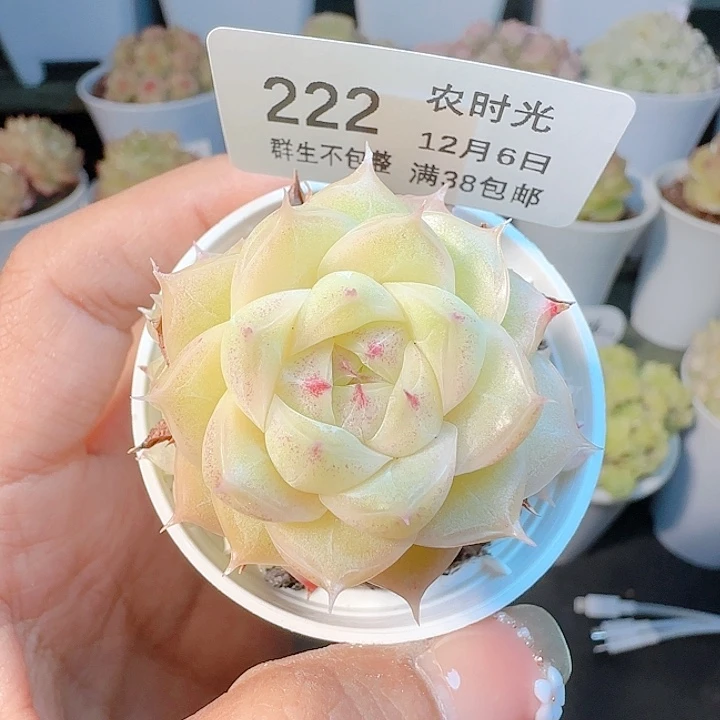 1206-222m1-525-1麦杆