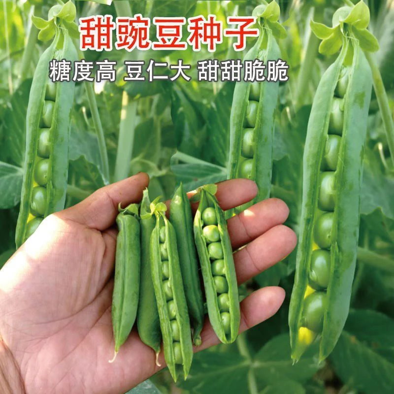 樱花红甜豌豆种子香甜高产种植阳田园院豌豆种子