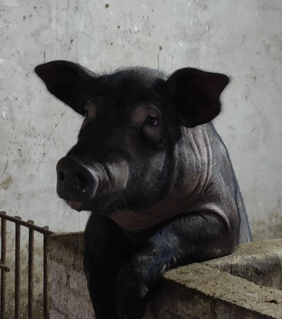 农家自养正宗黑猪肉腊肉现成称重2号链接