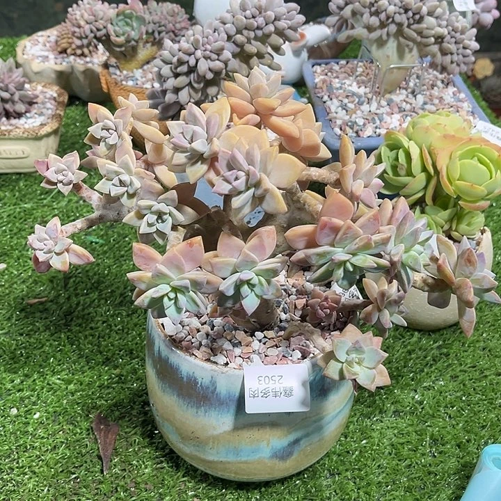 鑫伟多肉淡雪缀2503