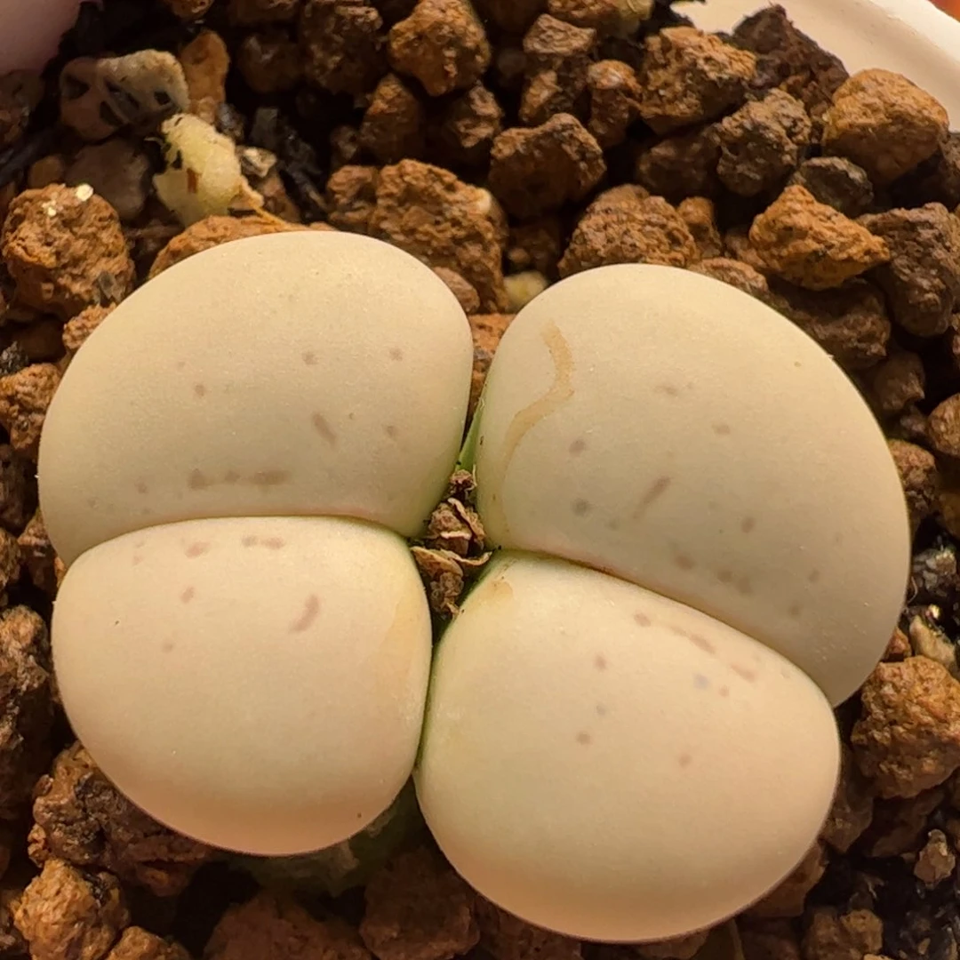 无纹大白带盆多肉植物