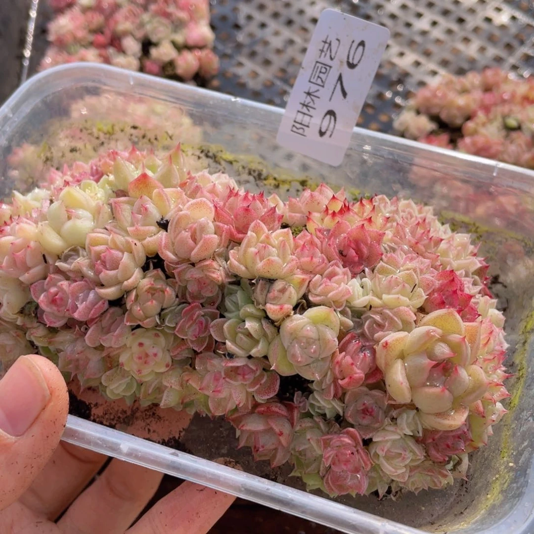 多肉植物多肉植物976
