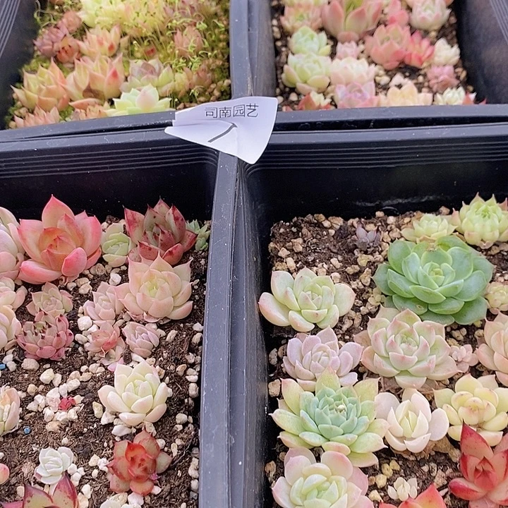7 多肉植物盆栽花卉