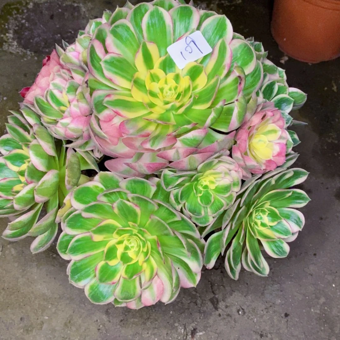 109海王多肉植物