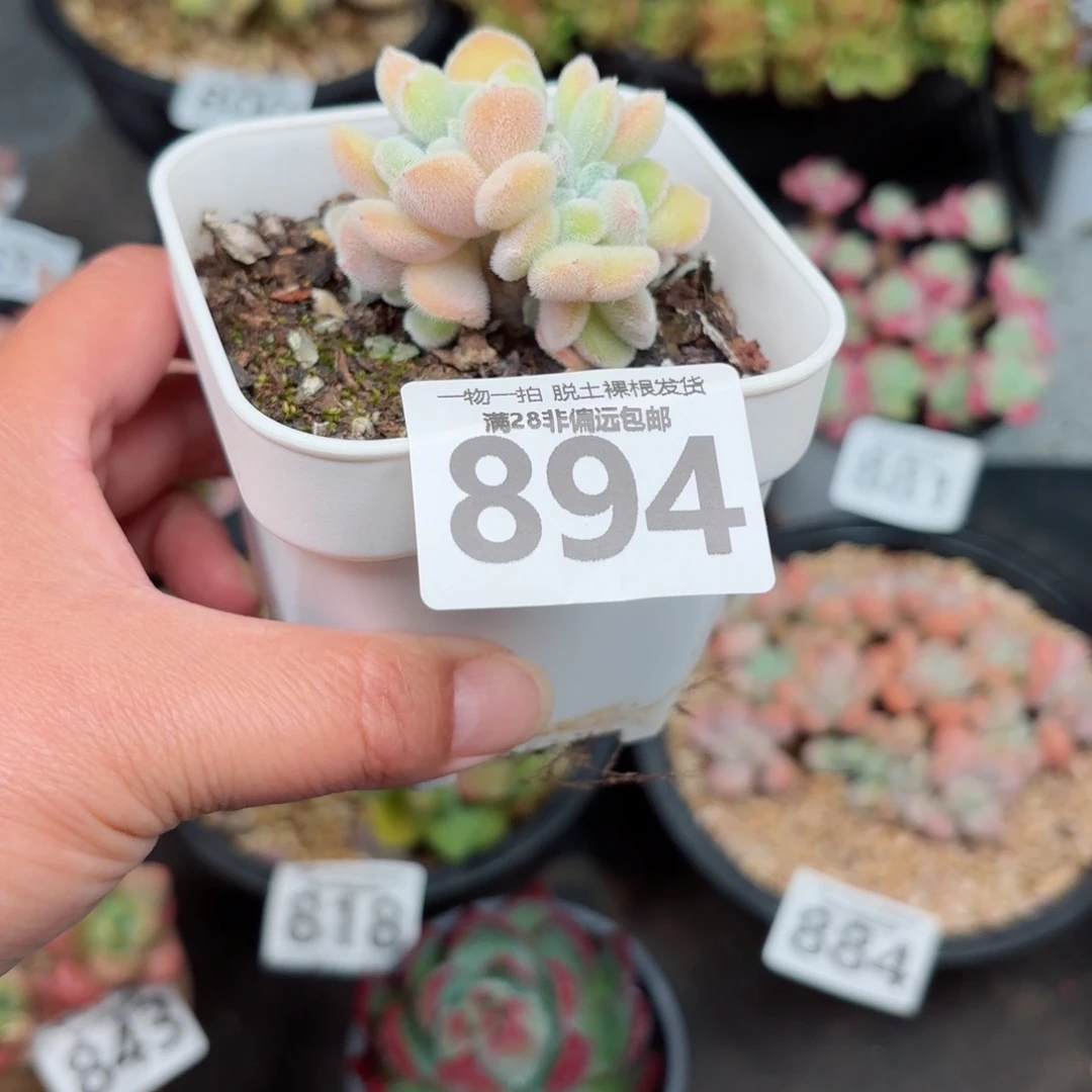 雪晃星缀化无盆土发货