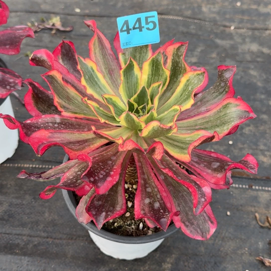 巍*445多肉魅影发货