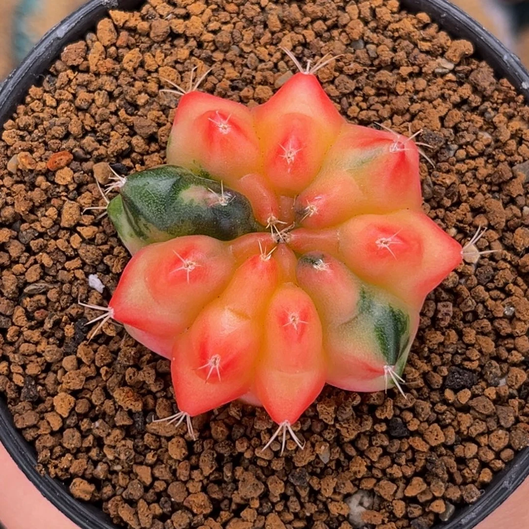 粉龟甲 米哈仙人球