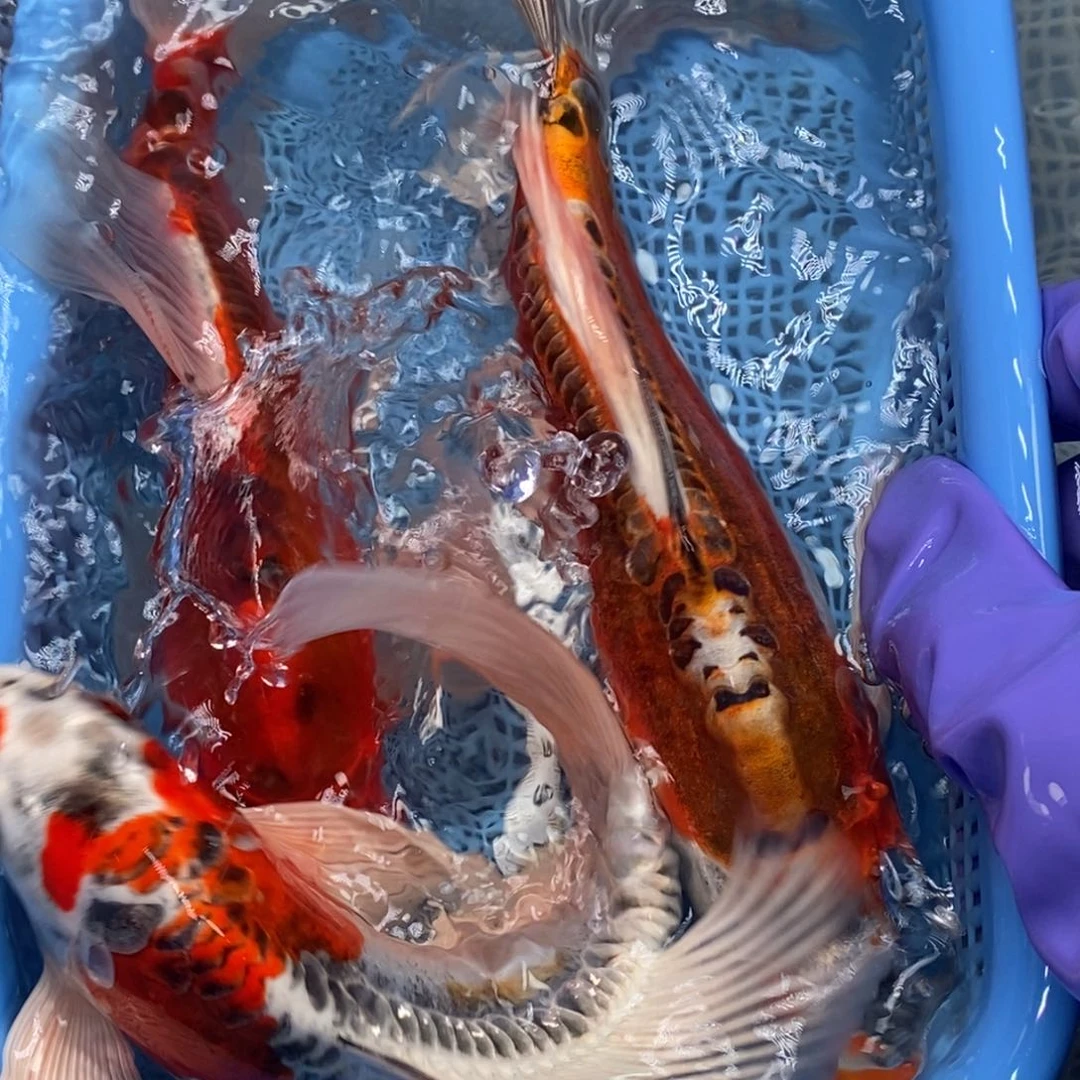 锦鲤冷水锦鲤包邮