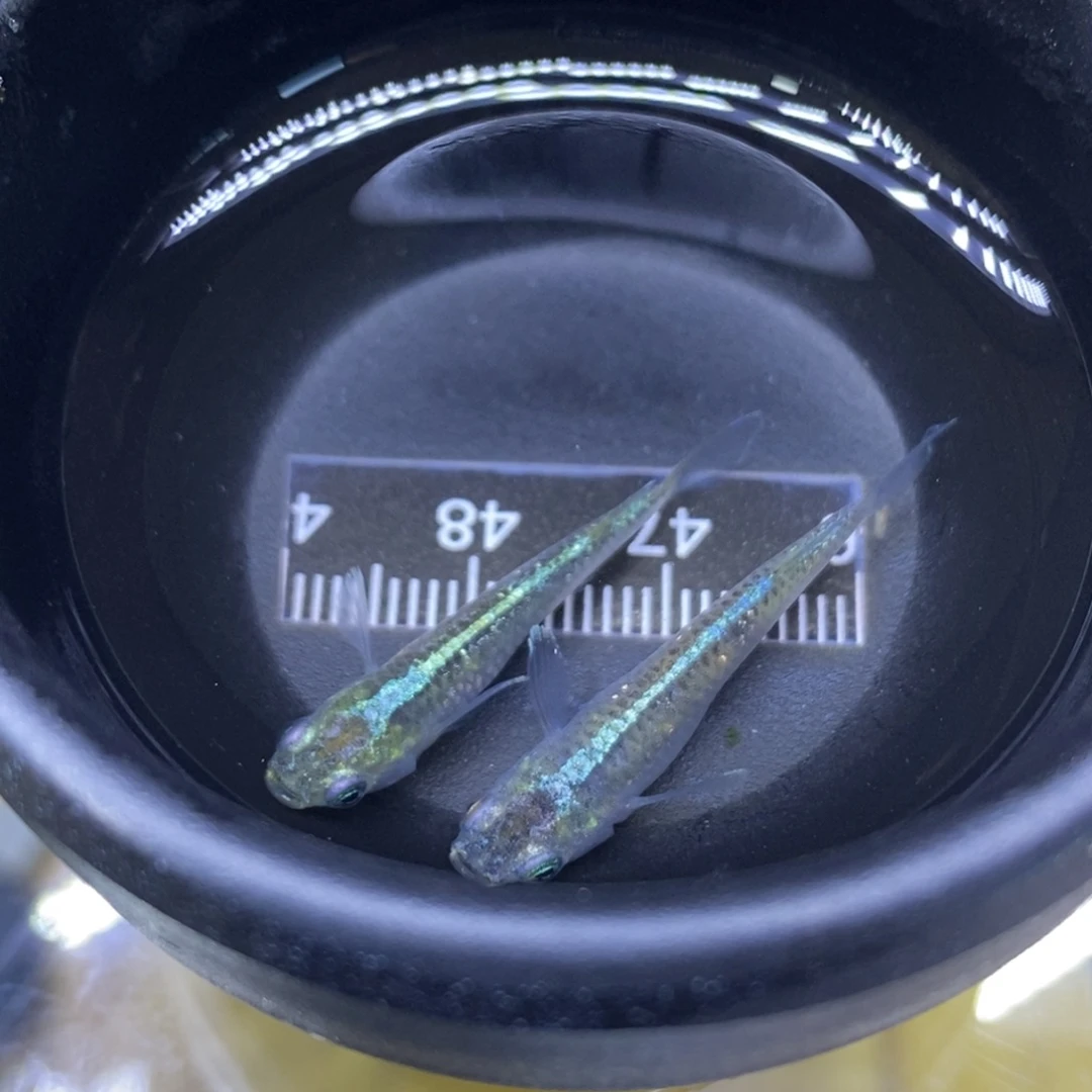 青鳉鱼绿光闪烁28号