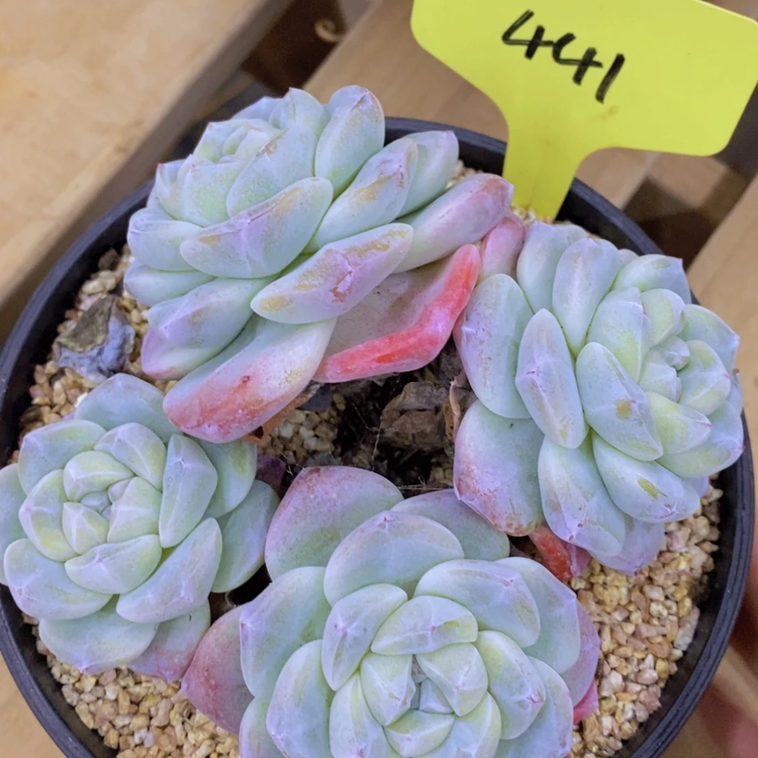 ꒰***꒱开心多肉，一物一拍，看准下单，