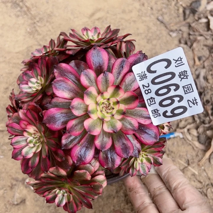 美肌多肉植物法师0669