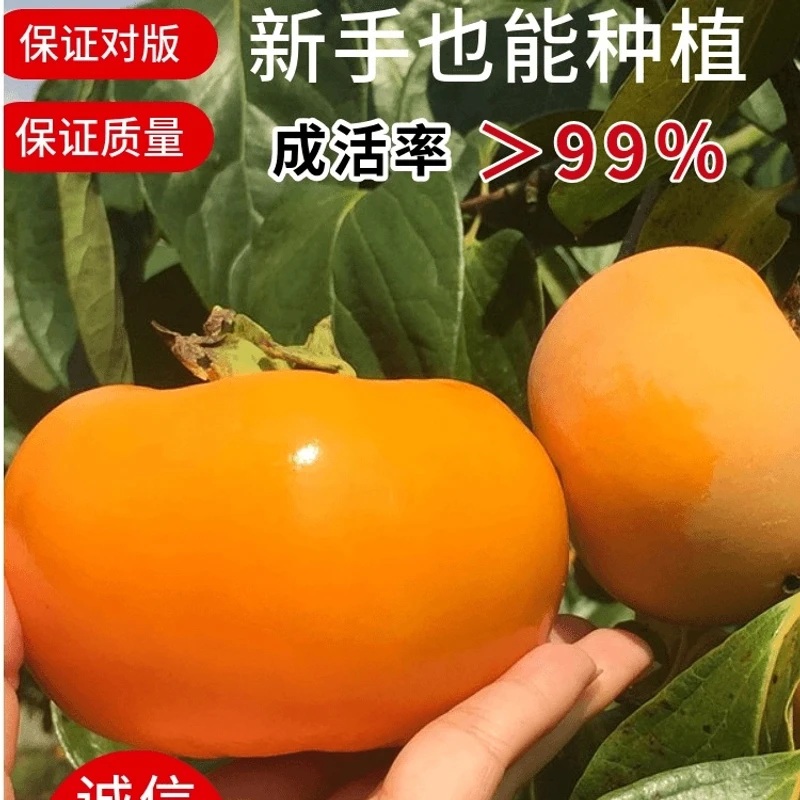 嫁接无核冰糖脆甜柿子树苗火晶柿子庭院盆栽南北方种植果树苗耐寒