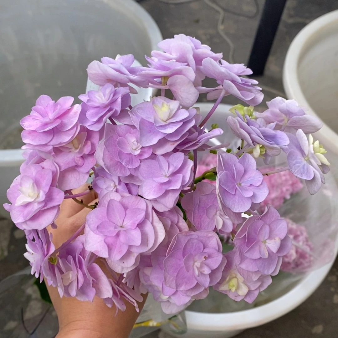 加购13号绣球/有色差介意勿拍/3单冷链包邮/偏远补运费发德邦