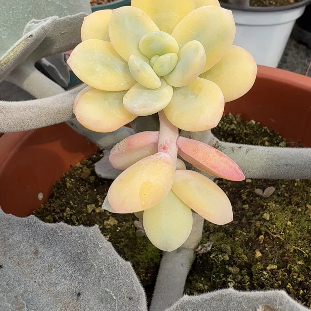 雪美人 安吉园艺锦锦