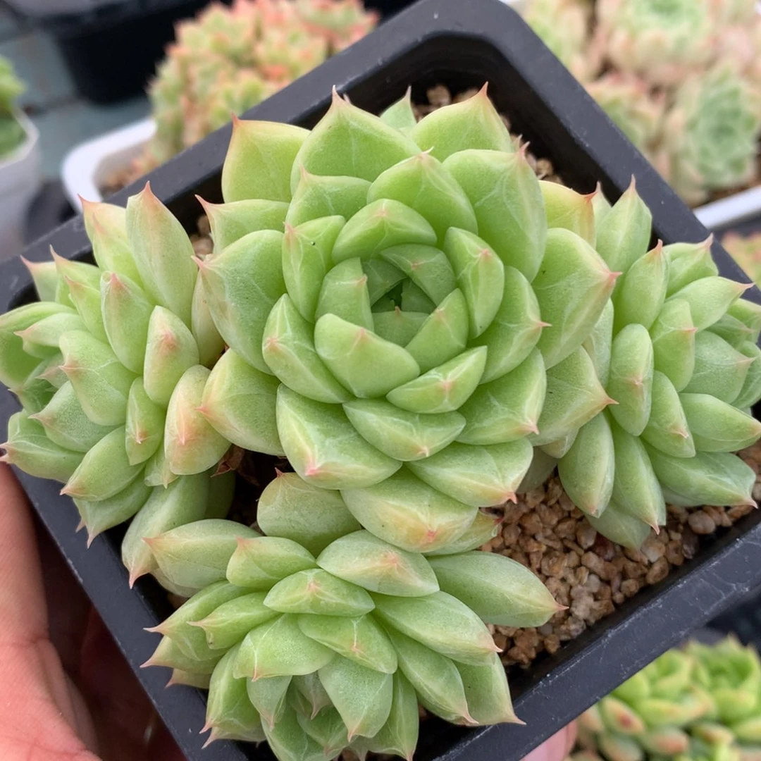 0825-102 麦杆优选