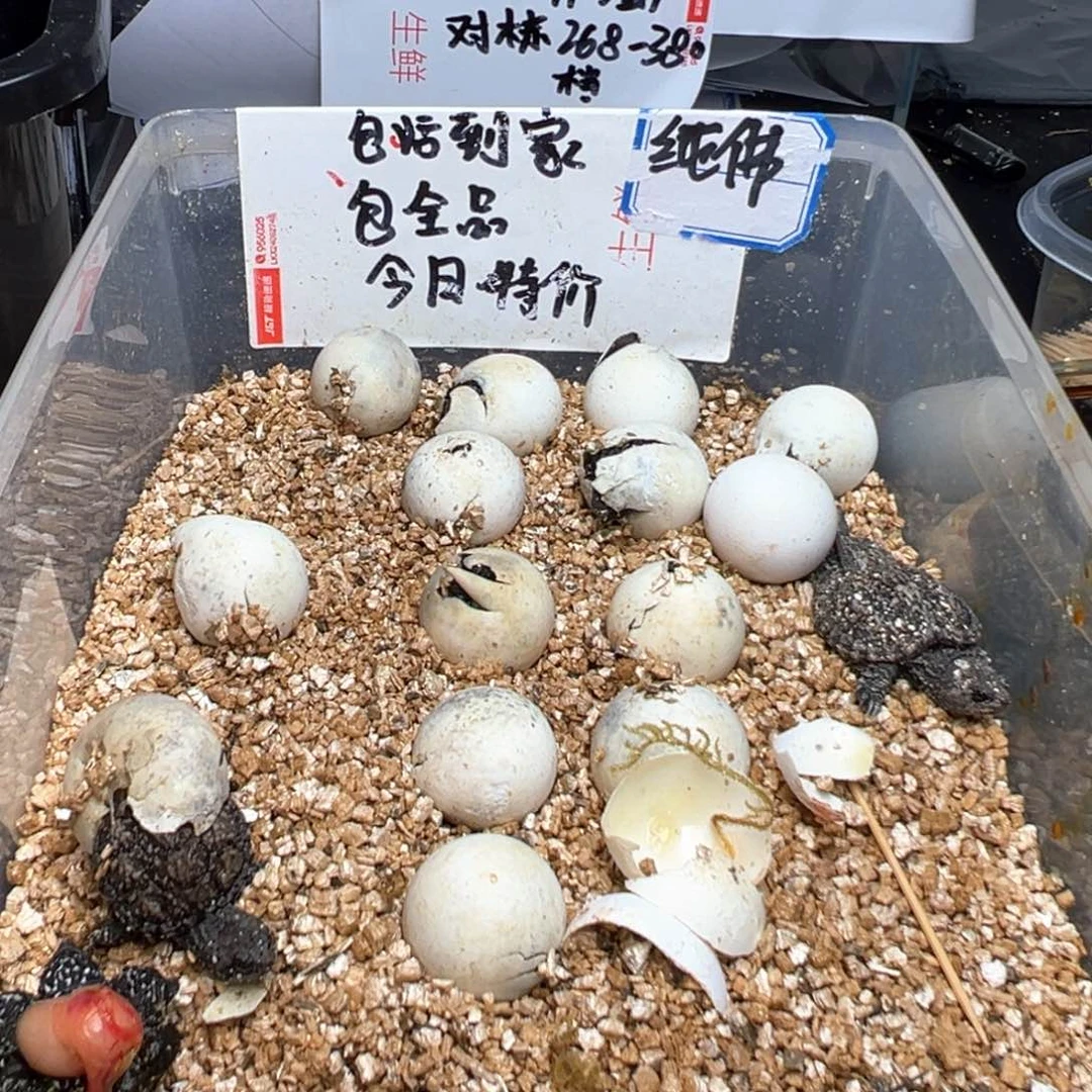 不分公母小鳄龟不退不换