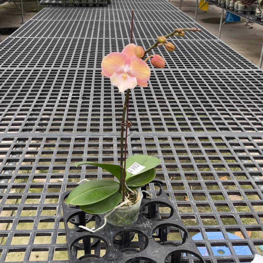 完全开放瑕疵A992彩虹独角兽1剑带花3.0