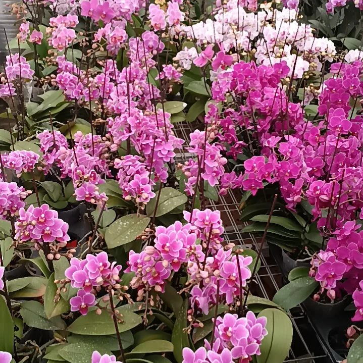 首衡花卉博览园专拍