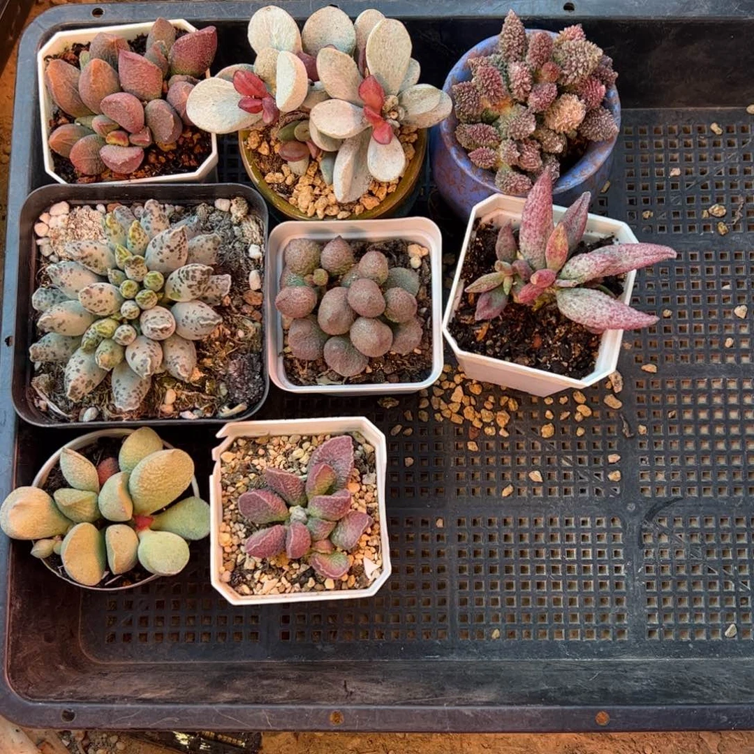 密***姐全部配上盆。